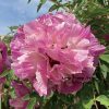 New Multicolor 19cm × 10cm 'Bao Lian Deng' '宝莲灯' Paeonia rockii peony