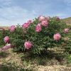 New Multicolor 19cm × 10cm 'Bao Lian Deng' '宝莲灯' Paeonia rockii peony - Image 3