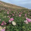 New Multicolor 19cm × 10cm 'Bao Lian Deng' '宝莲灯' Paeonia rockii peony - Image 4
