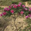 Multicolor 20cm ‘Ri Yue Tong Hui' '日月同辉' Paeonia rockii peony - Image 2
