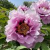 Blue  24cm × 9cm ‘Lan Qiang Wei' '蓝蔷薇 ' Paeonia rockii peony