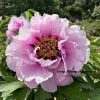 Blue  24cm × 9cm ‘Lan Qiang Wei' '蓝蔷薇 ' Paeonia rockii peony - Image 2