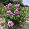 Blue  24cm × 9cm ‘Lan Qiang Wei' '蓝蔷薇 ' Paeonia rockii peony - Image 3