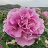 Multicolor  19cm × 9cm ‘Long You Er Qiao' '陇右二乔' Paeonia rockii peony