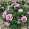 Multicolor  19cm × 9cm ‘Long You Er Qiao' '陇右二乔' Paeonia rockii peony - Image 2