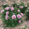 Multicolor  19cm × 9cm ‘Long You Er Qiao' '陇右二乔' Paeonia rockii peony - Image 3