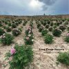 Multicolor  19cm × 9cm ‘Long You Er Qiao' '陇右二乔' Paeonia rockii peony - Image 4