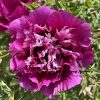 Multicolor 17cm*8cm ‘Hong Hai Yin Lang' '红海银浪' Paeonia rockii tree peony