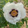 White 17cm ‘Tian Shan Xue Lian' '天山雪莲' Paeonia rockii tree peony
