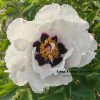 White 17cm ‘Tian Shan Xue Lian' '天山雪莲' Paeonia rockii tree peony - Image 2