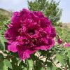 Red  18cm × 10cm  ‘Mei Gui Sa Jin' '玫瑰撒金' Paeonia rockii tree peony - Image 2