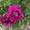 Multicolor 17cm*8cm ‘Hong Hai Yin Lang' '红海银浪' Paeonia rockii tree peony - Image 2