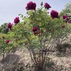 Red  18cm × 10cm  ‘Mei Gui Sa Jin' '玫瑰撒金' Paeonia rockii tree peony - Image 3