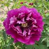 Multicolor 17cm*8cm ‘Hong Hai Yin Lang' '红海银浪' Paeonia rockii tree peony - Image 3