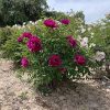 Multicolor 17cm*8cm ‘Hong Hai Yin Lang' '红海银浪' Paeonia rockii tree peony - Image 4