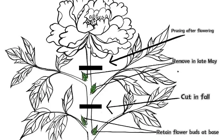 rockii tree peony