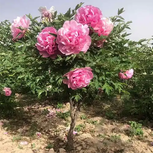 The secret of the "grow one foot but shrink eight inches" rockii tree peony