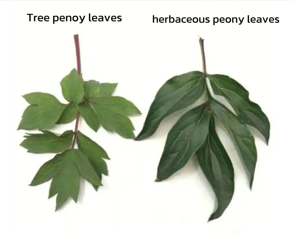 Do you know how to tell herbaceous & tree peonies apart?