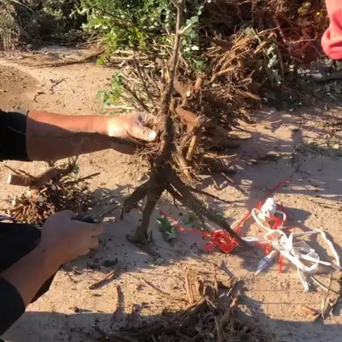 Why Is Renewal Pruning Necessary for Tree Peonies? How?