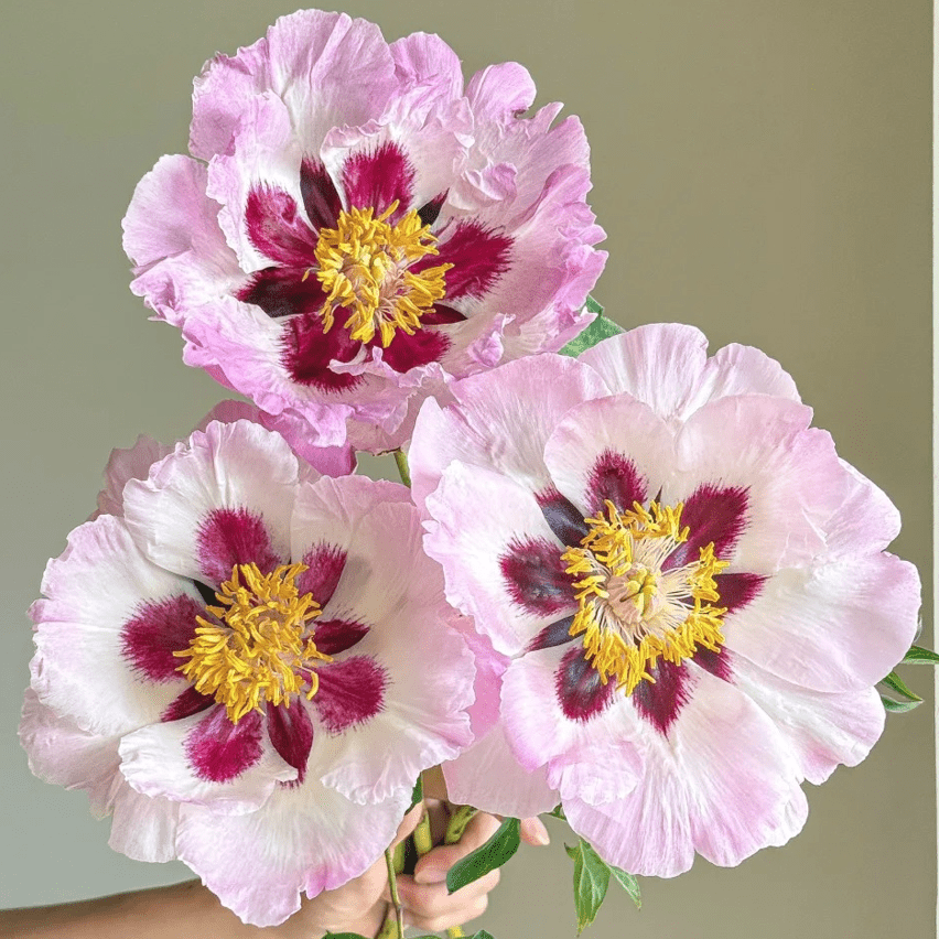 Paeonia Rockii 'Whispering Silk'